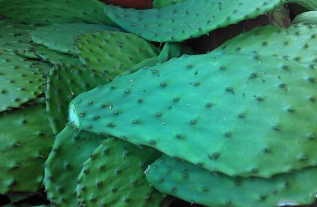 One way to reduce food waste is to cook with drought-tolerant foods - like cactus! Photo by Amber Stott