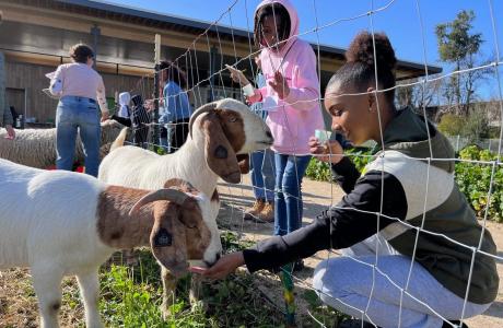 Students feeding sheep