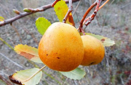 Loquat