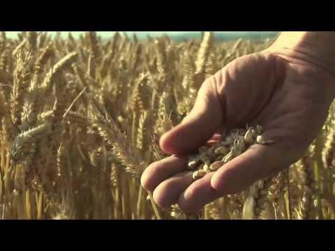 Sacramento Food Film Festival