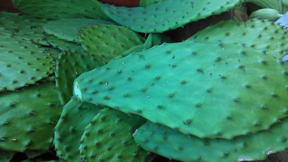 One way to reduce food waste is to cook with drought-tolerant foods - like cactus! Photo by Amber Stott