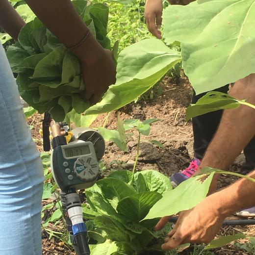 Picking lettuce at Oak Park Sol