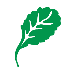 Kale leaf