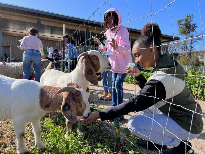 Students feeding sheep