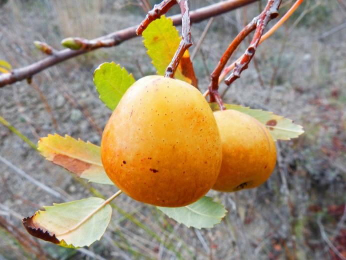 Loquat